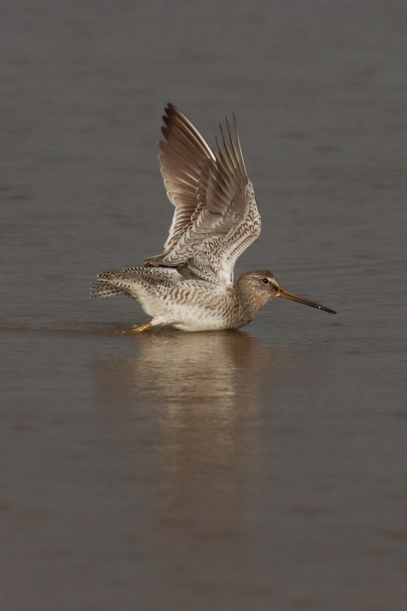 Long-billed Dowitcher - ML615685006