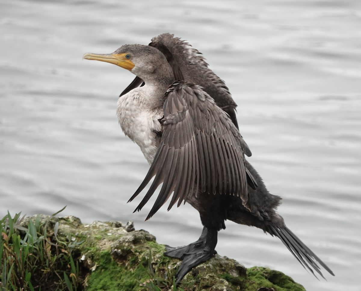 Double-crested Cormorant - John  Paalvast