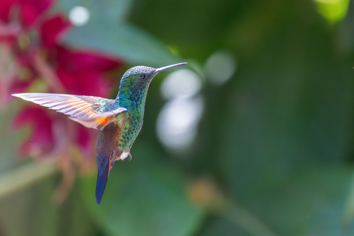 Blue-tailed Hummingbird - ML615685770