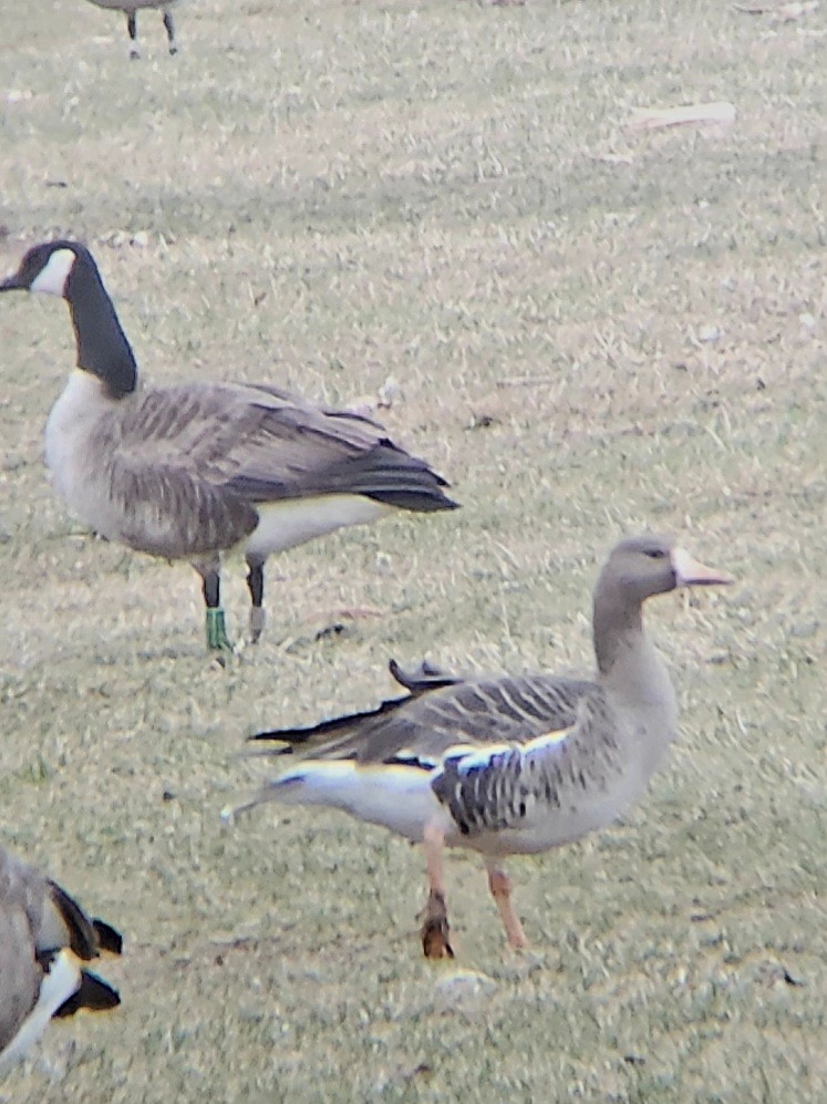 Greater White-fronted Goose - ML615685876