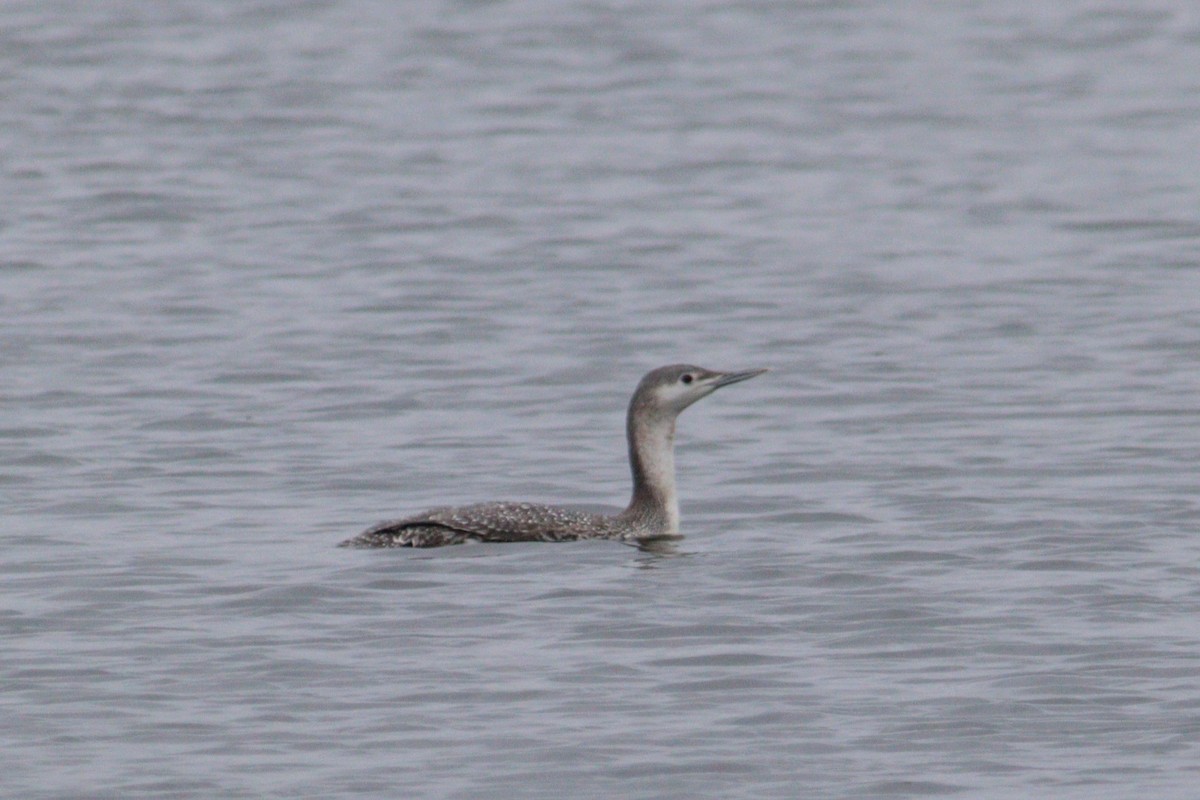 Red-throated Loon - ML615685890
