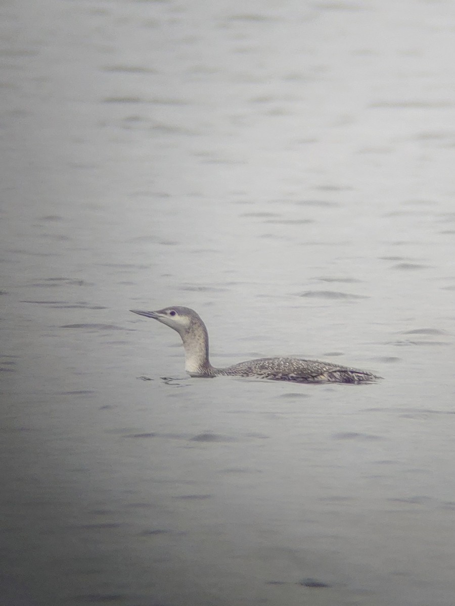Red-throated Loon - ML615685891