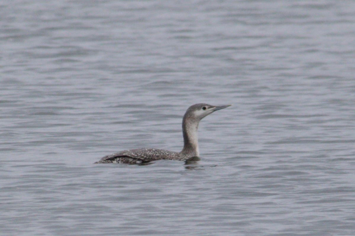 Red-throated Loon - ML615685894