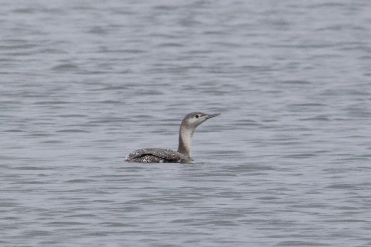 Red-throated Loon - ML615685895