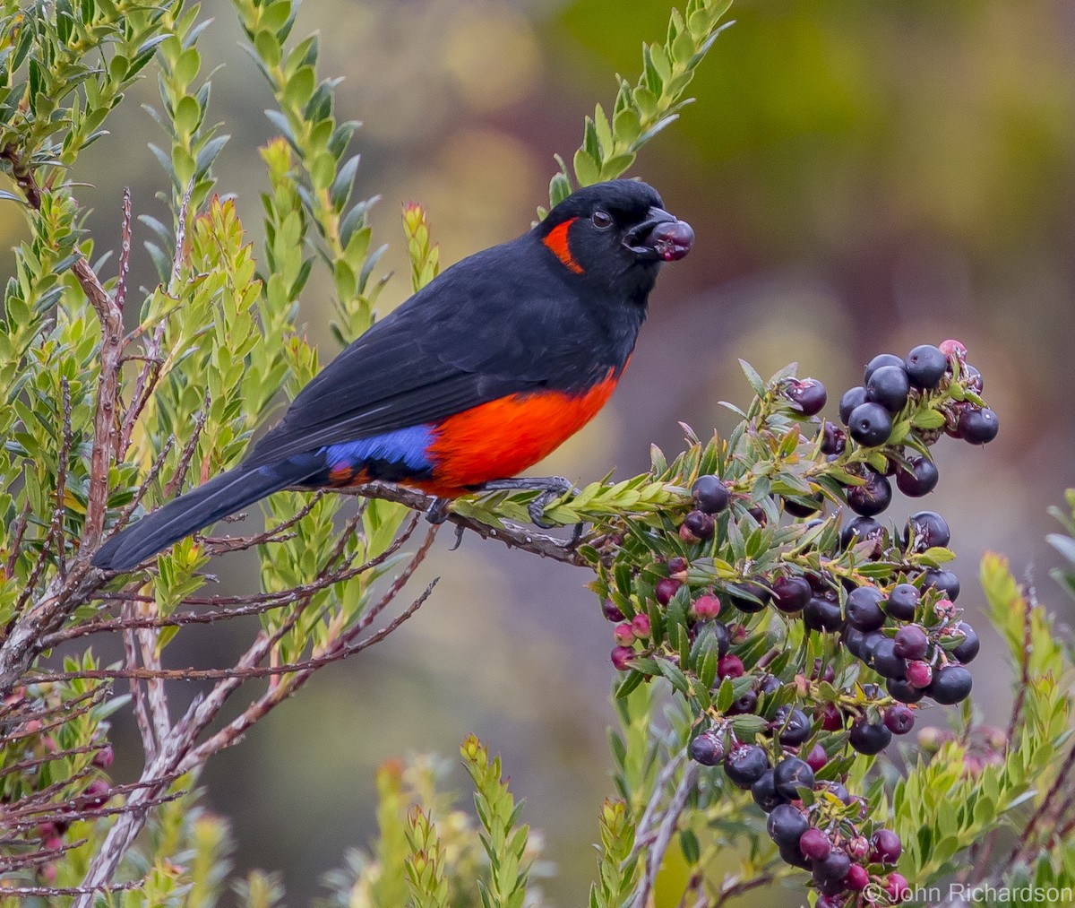 Scarlet-bellied Mountain Tanager - ML615685974