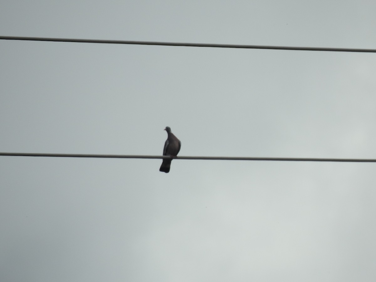 Common Wood-Pigeon - Mário Ruivo