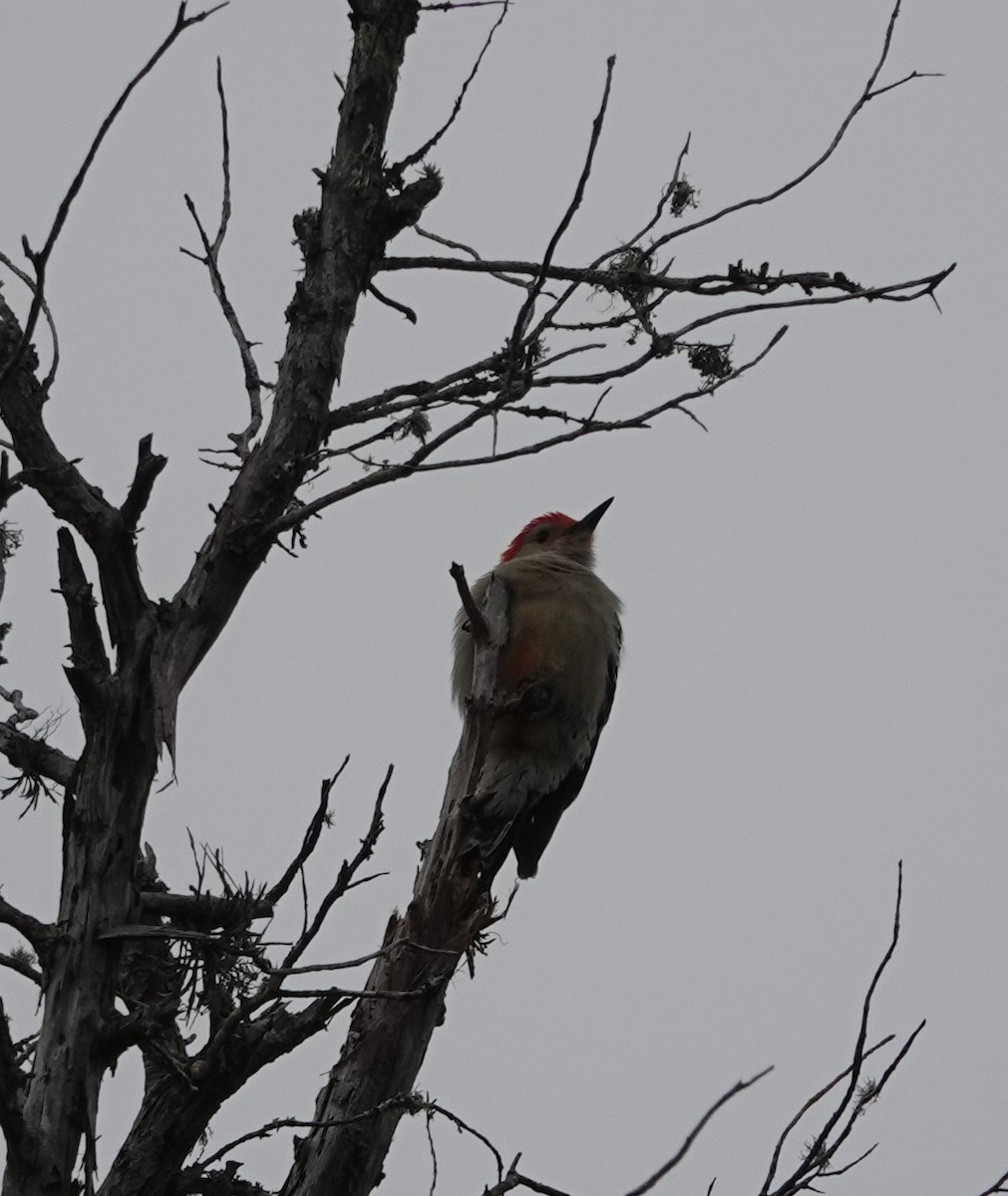 Red-bellied Woodpecker - ML615686175