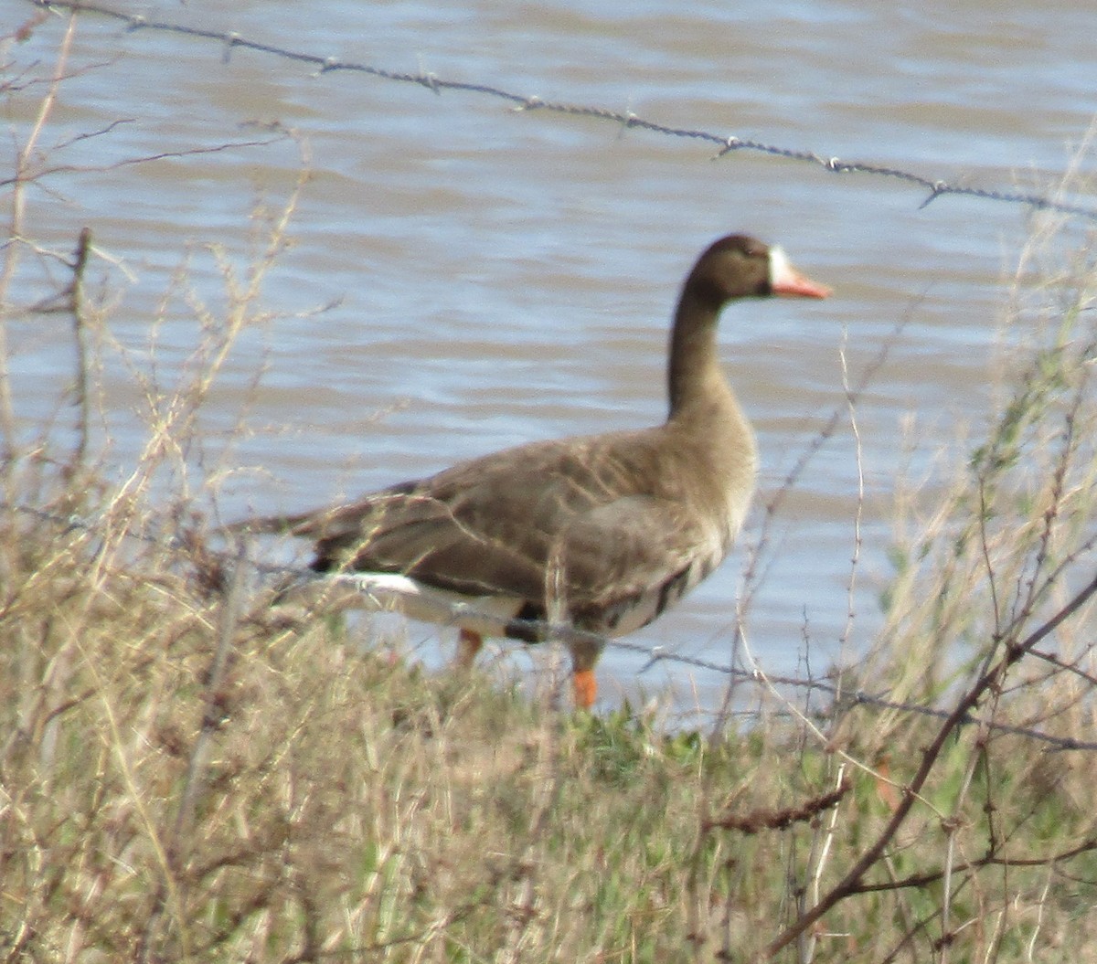 Greater White-fronted Goose - ML615686180