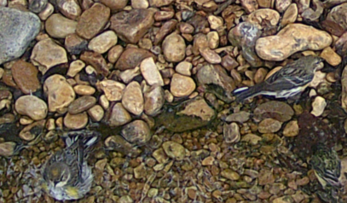 lesňáček žlutoskvrnný (ssp. coronata) - ML615686267