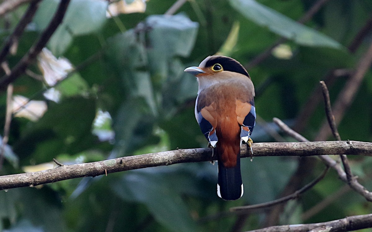 Silver-breasted Broadbill - Peter Ericsson