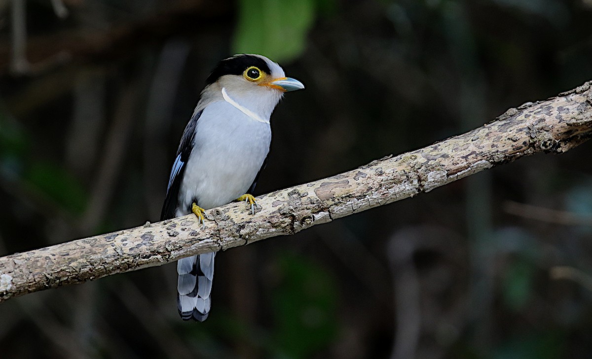 Silver-breasted Broadbill - Peter Ericsson