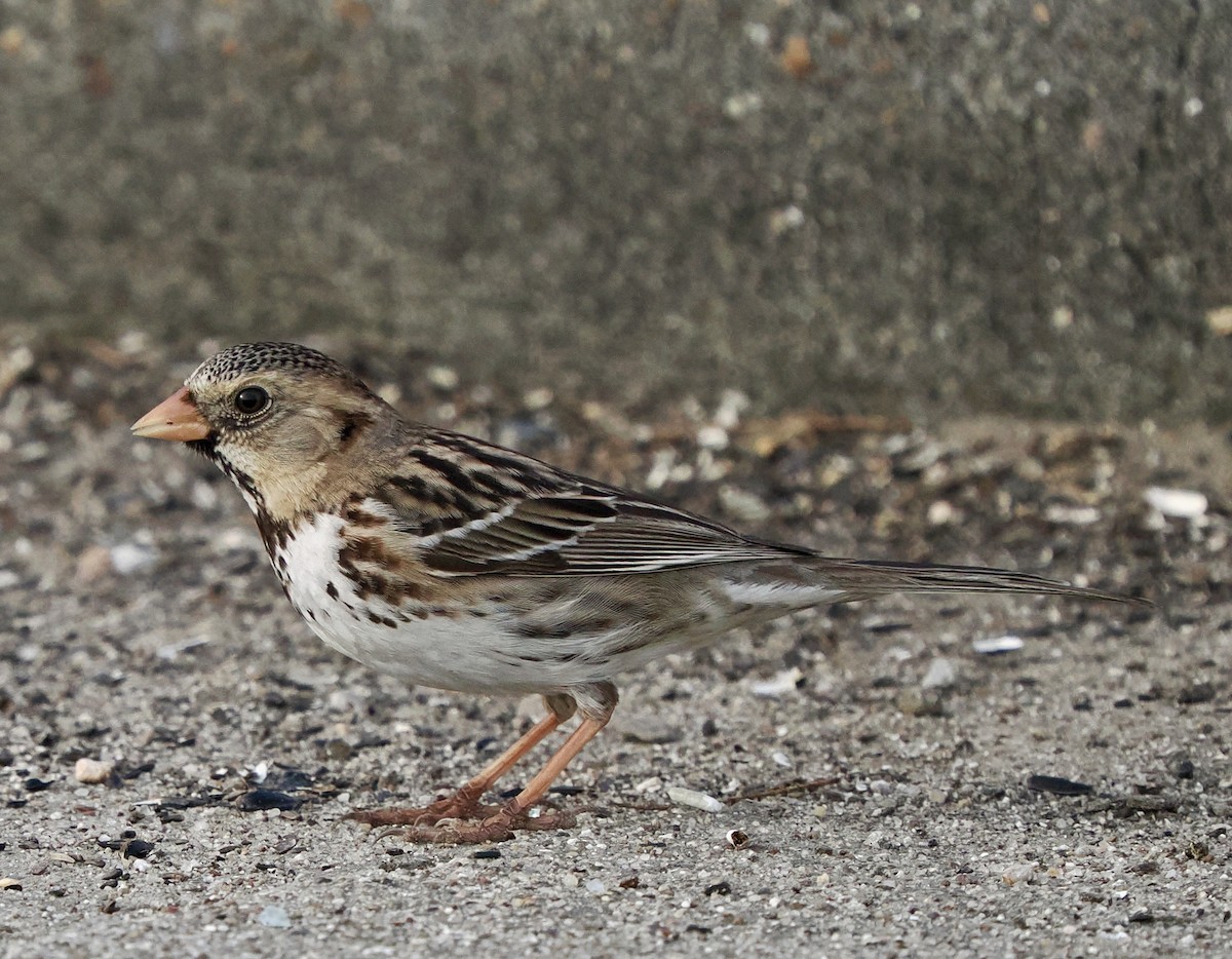 Harris's Sparrow - ML615686341
