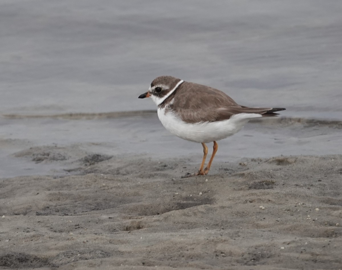 Semipalmated Plover - ML615686374