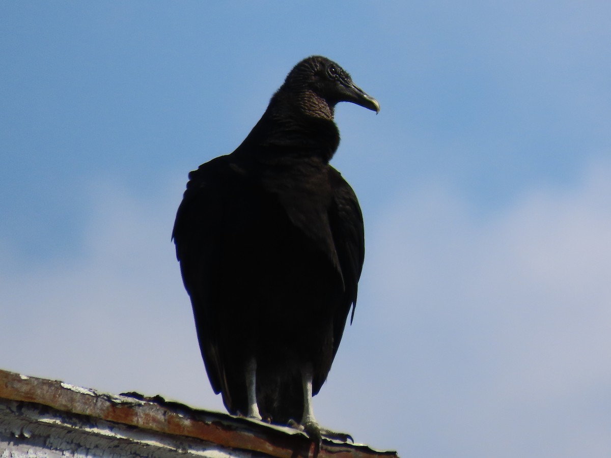 Black Vulture - ML615686648