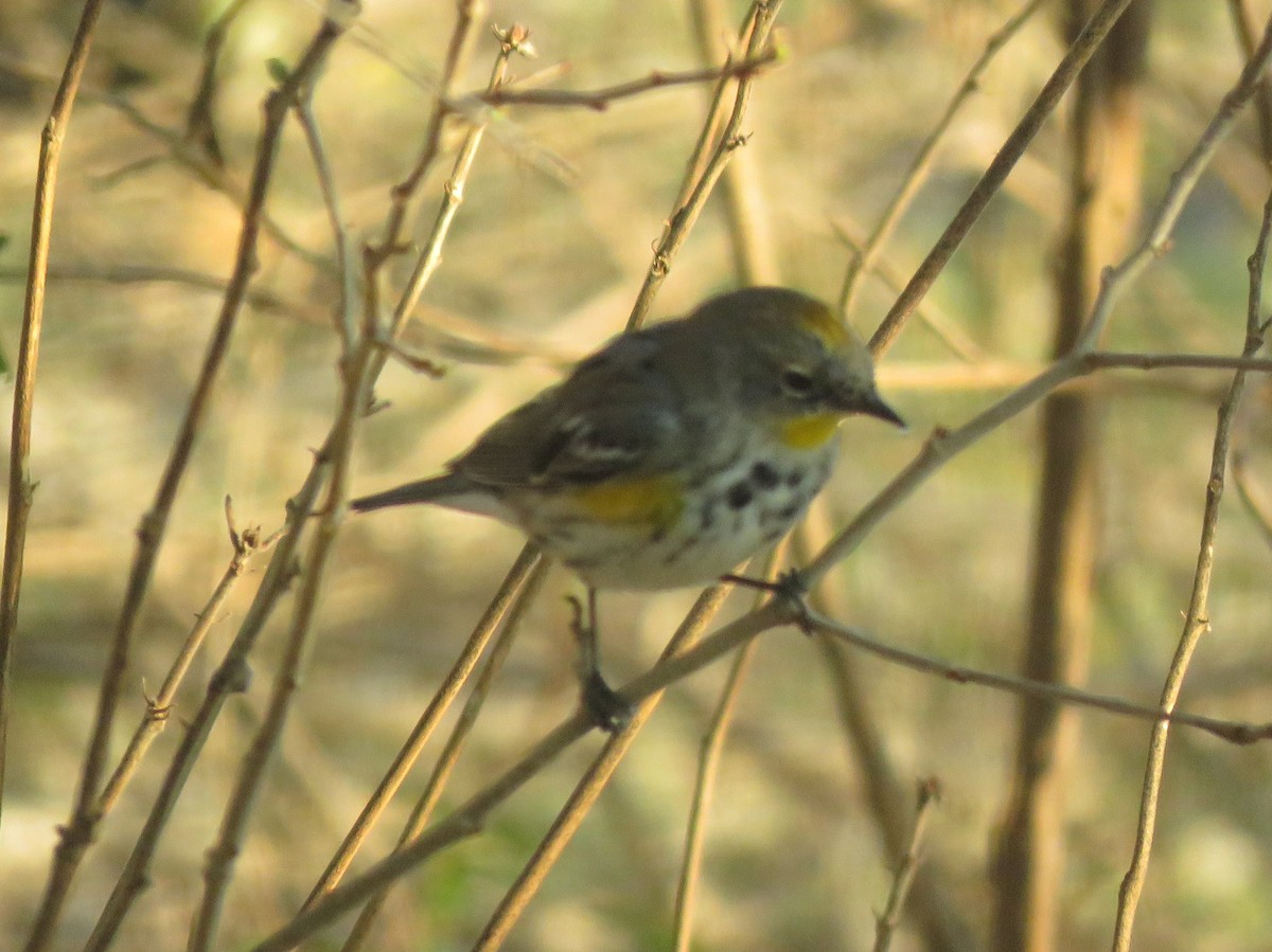 Yellow-rumped Warbler (Audubon's) - ML615686723