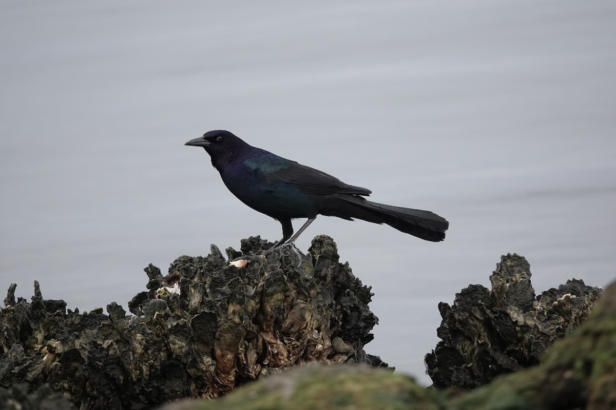 Boat-tailed Grackle - ML615686829