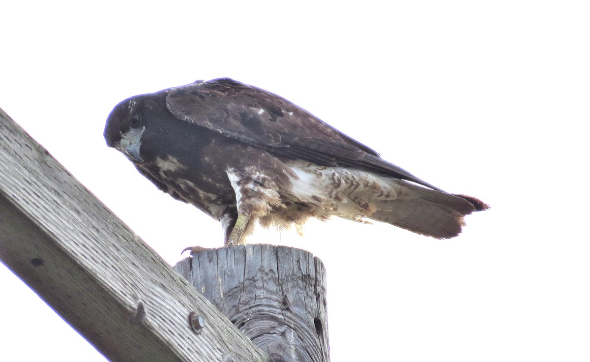 White-tailed Hawk - Steve Butterworth
