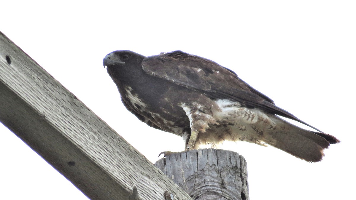 White-tailed Hawk - Steve Butterworth