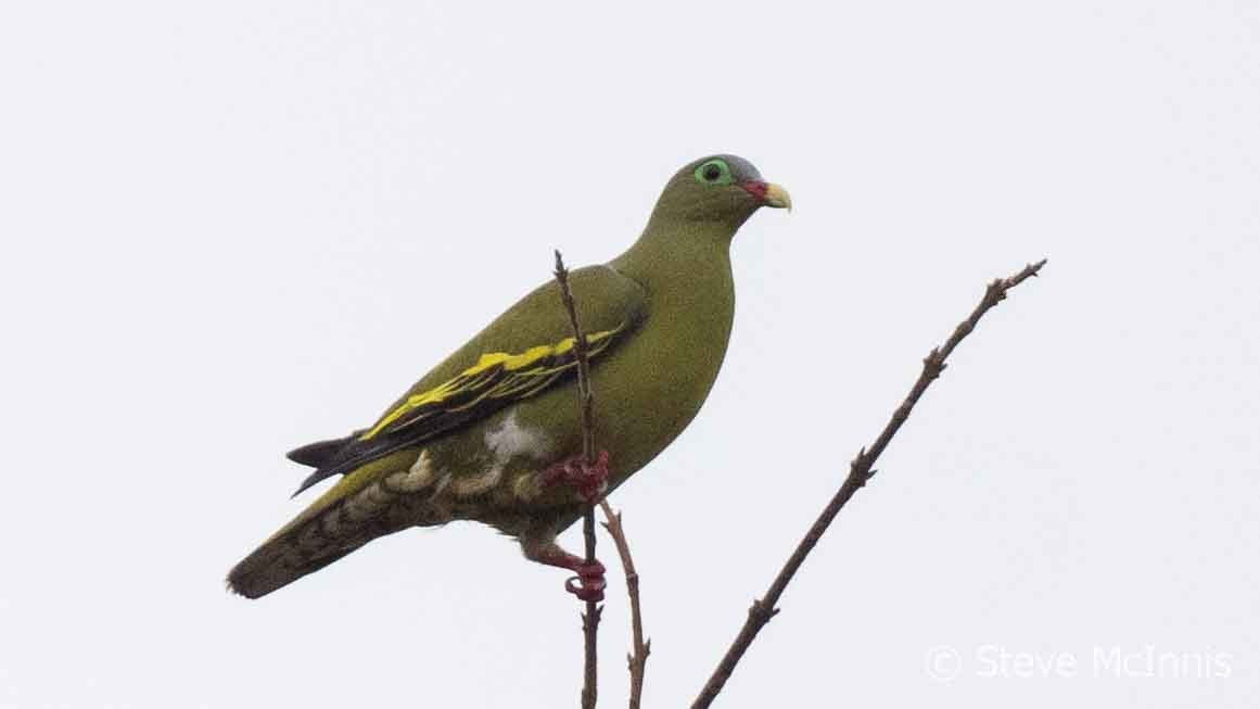 Thick-billed Green-Pigeon - ML615687378