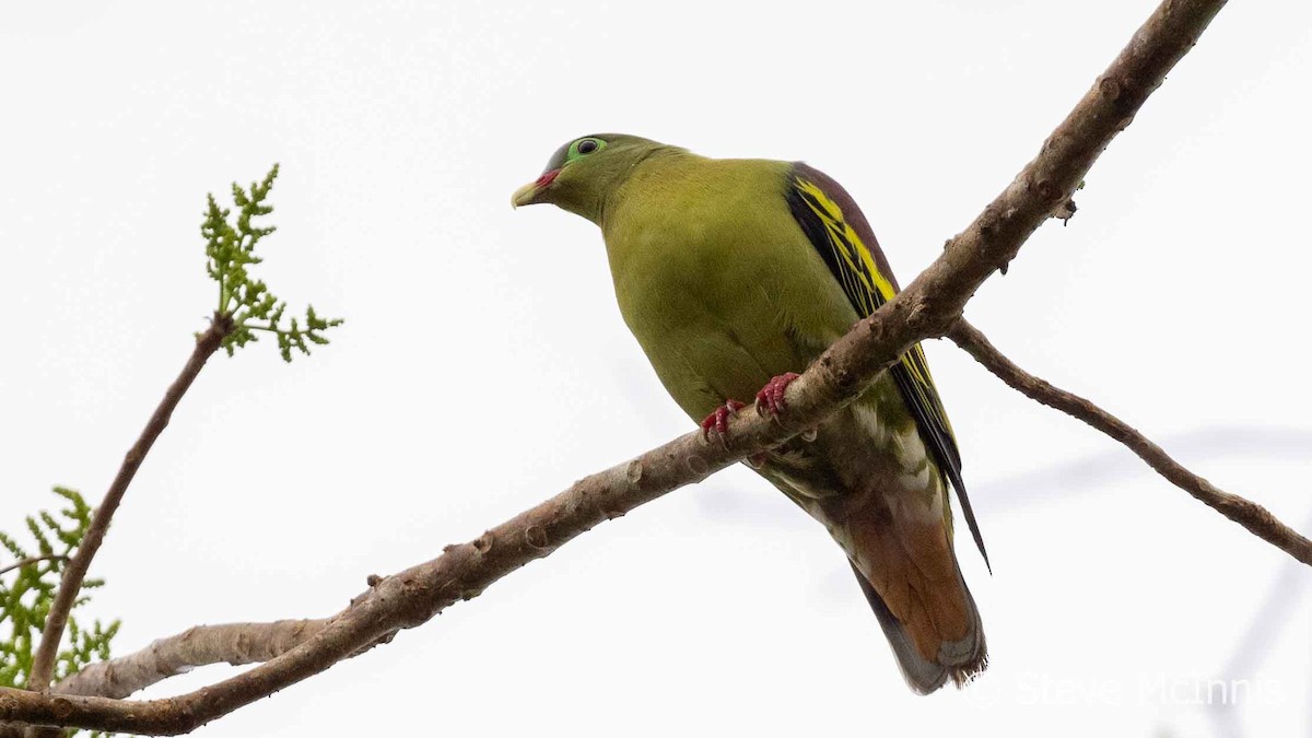 Thick-billed Green-Pigeon - ML615687387