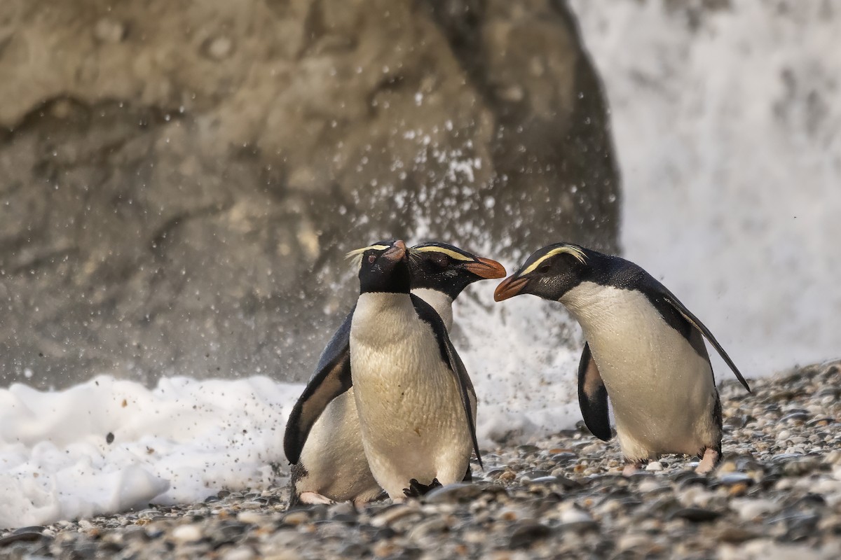 Fiordland Penguin - Shifaan Thowfeequ