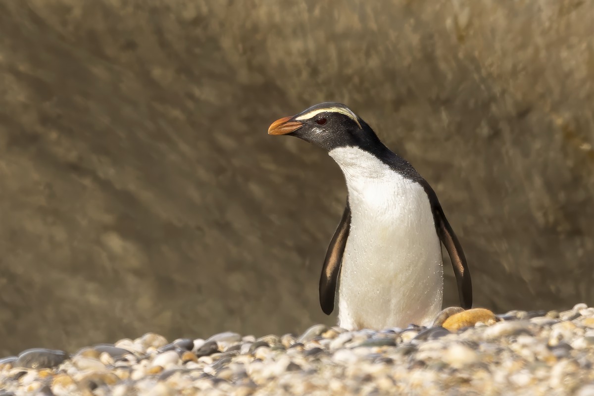 Fiordland Penguin - ML615687514