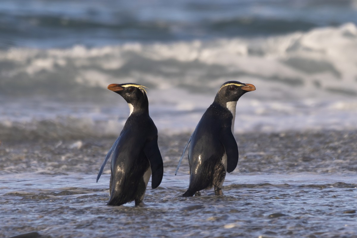 Fiordland Penguin - ML615687515