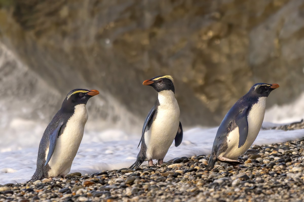 Fiordland Penguin - ML615687516