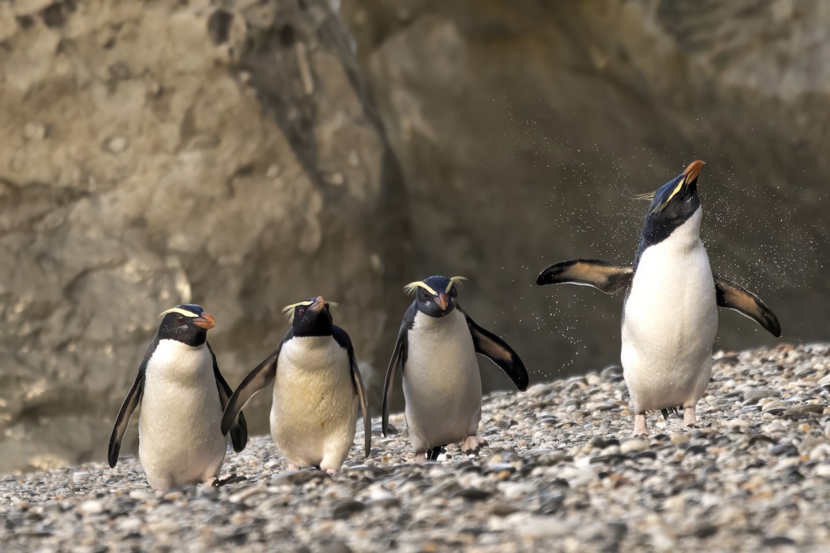 Fiordland Penguin - ML615687518