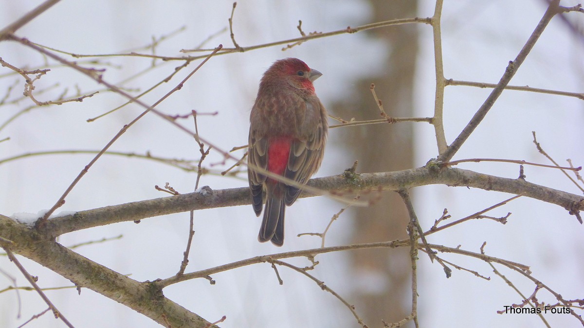 House Finch (Common) - ML615687551