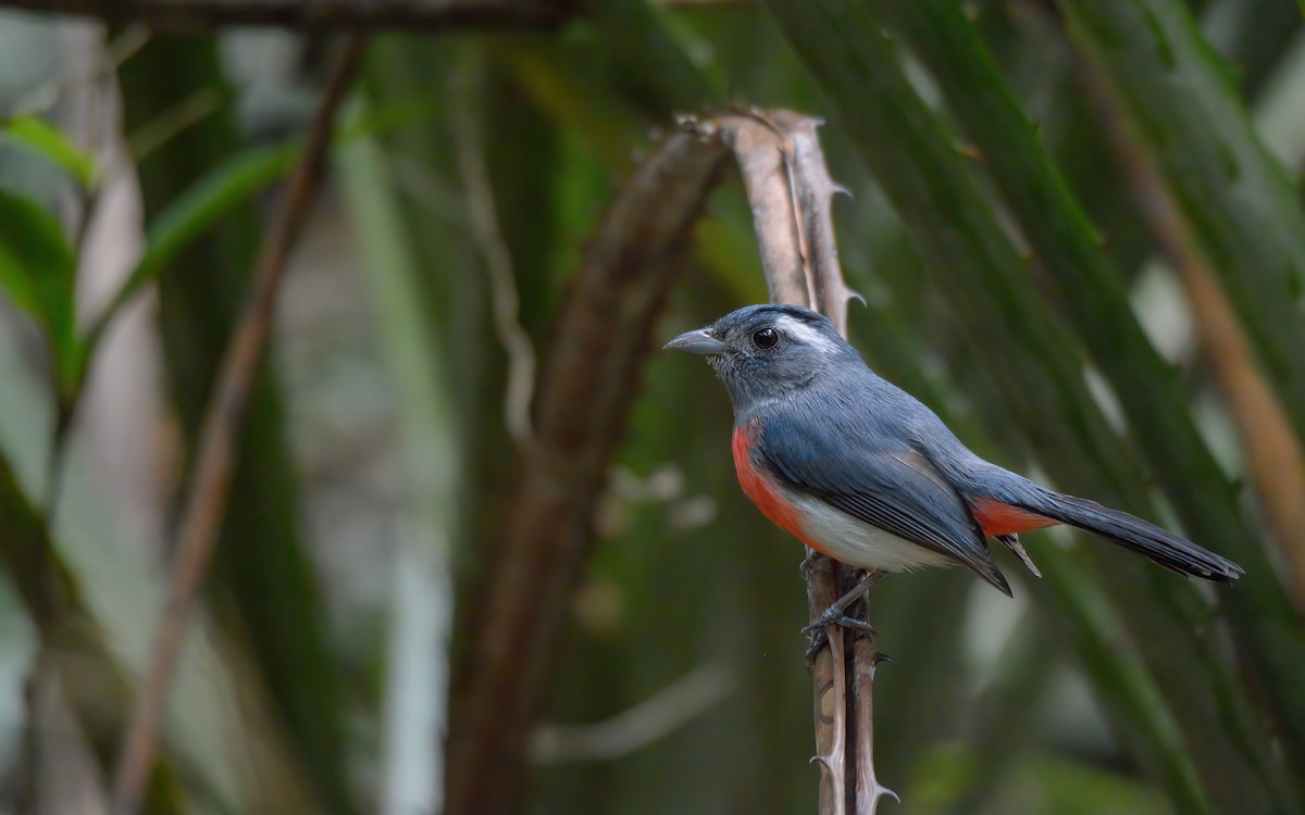 Gray-throated Chat - Luis Trinchan
