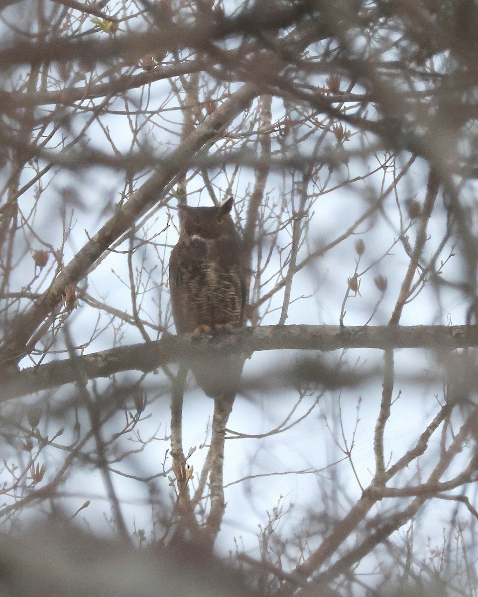 Great Horned Owl - ML615687828