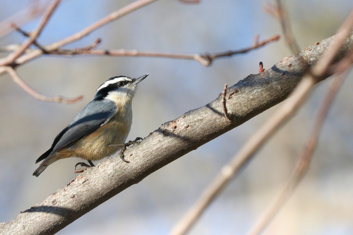 Red-breasted Nuthatch - ML615687858