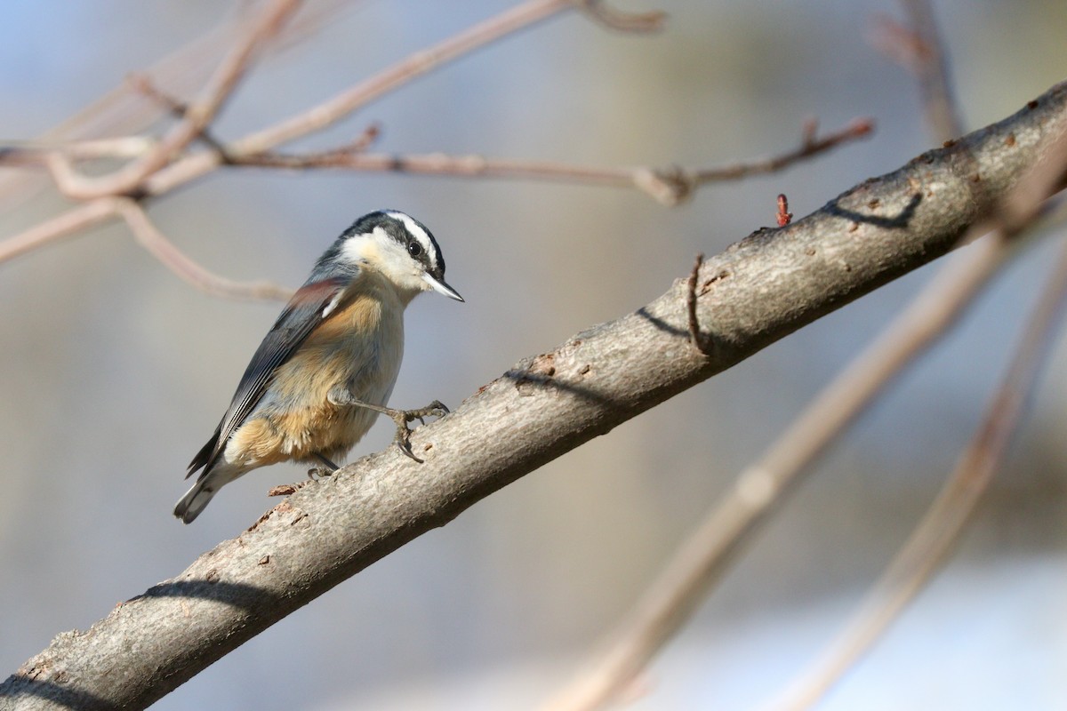 Red-breasted Nuthatch - ML615687873