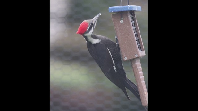 Pileated Woodpecker - ML615687876