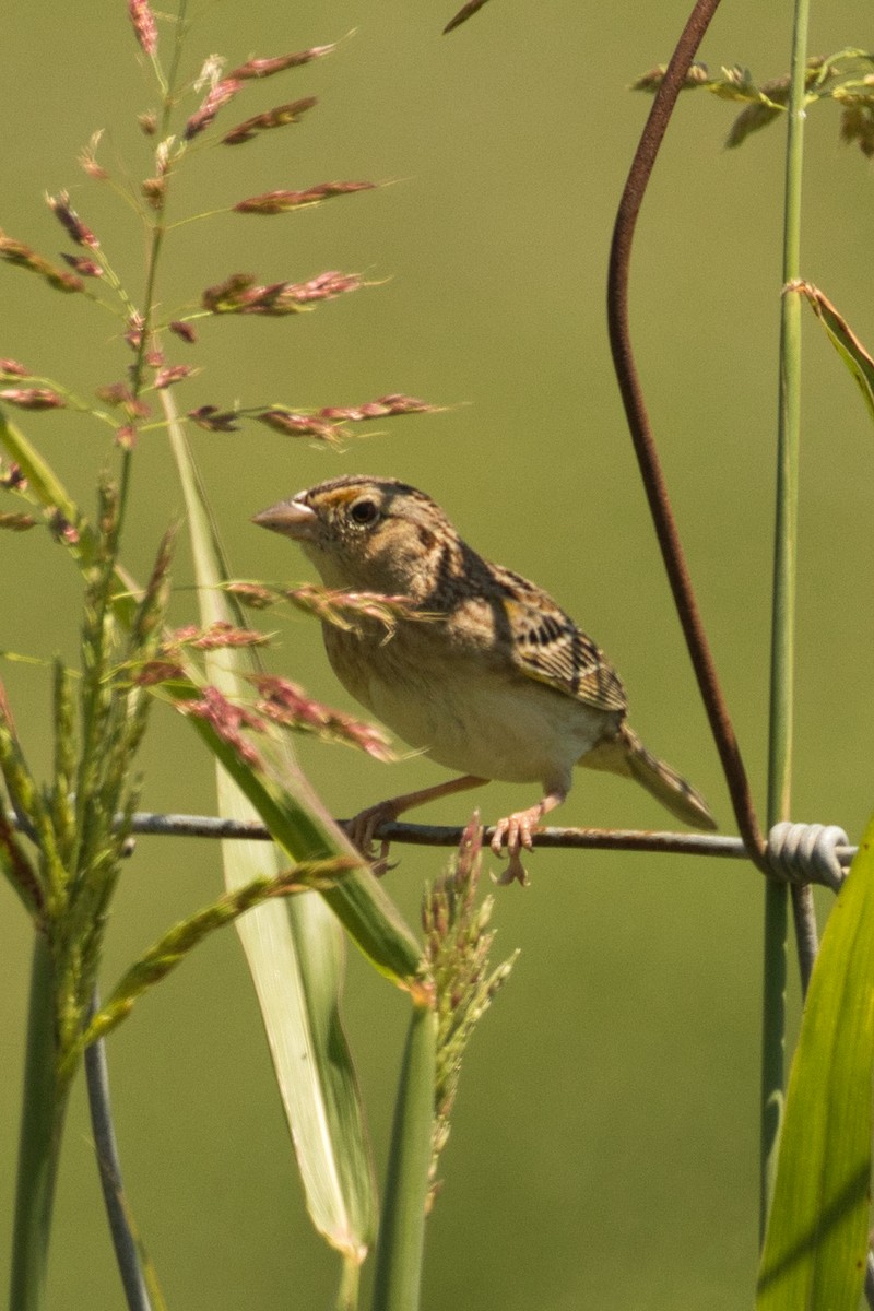 Grasshopper Sparrow - ML615687896