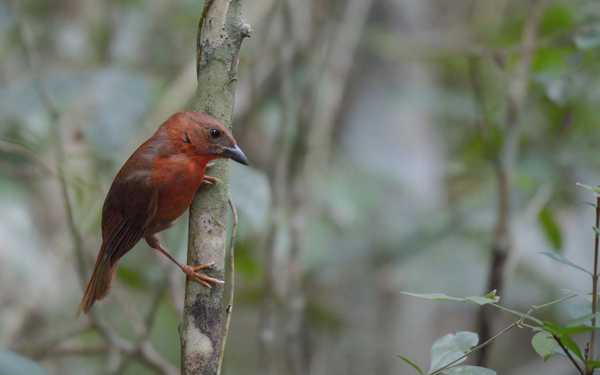 Red-throated Ant-Tanager (Salvin's) - ML615688361