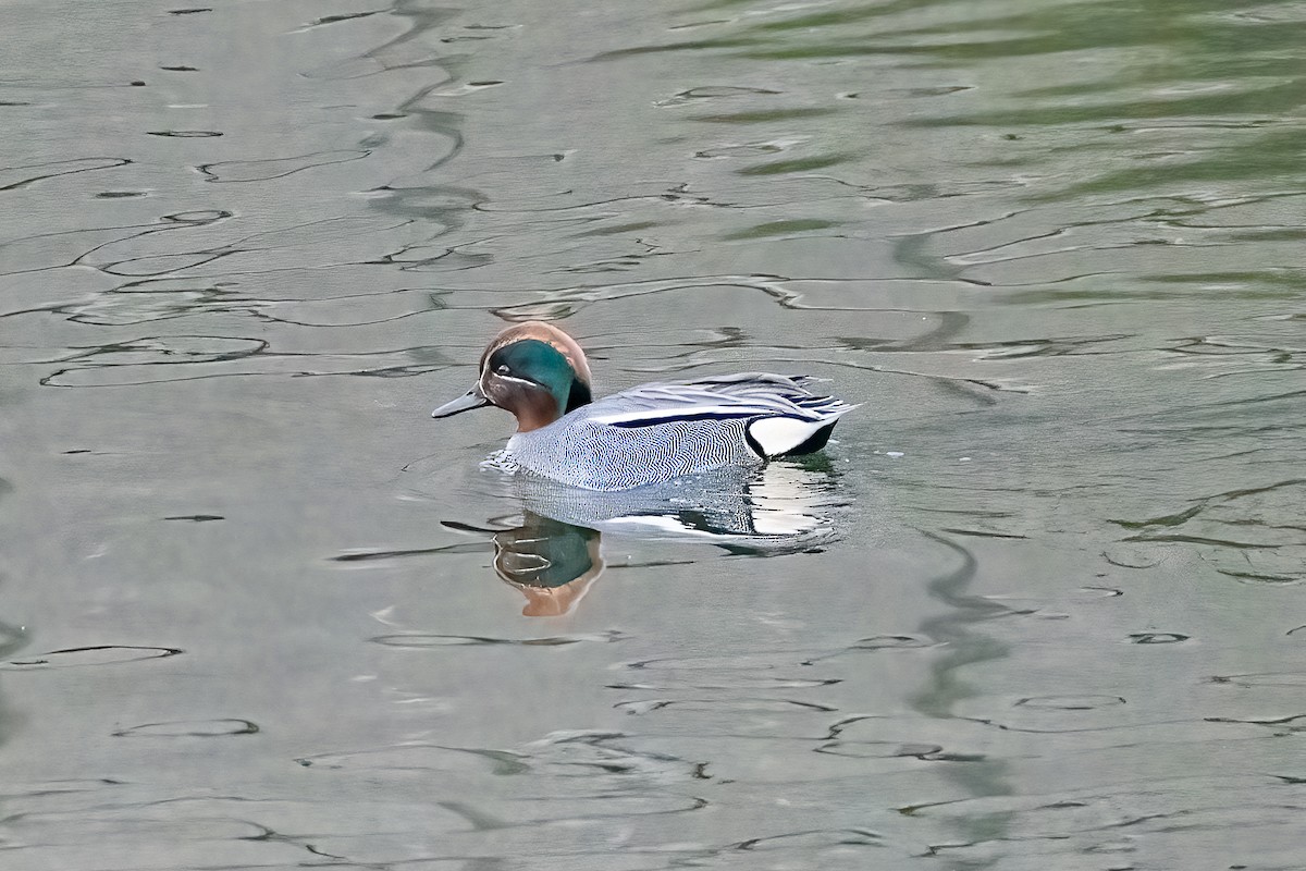 Green-winged Teal - ML615688494