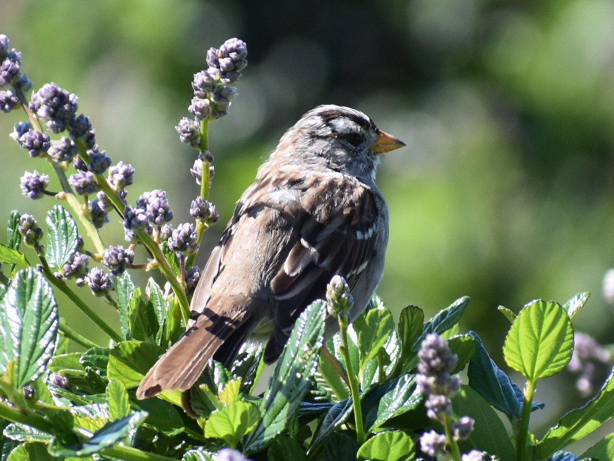 White-crowned Sparrow - ML615688588
