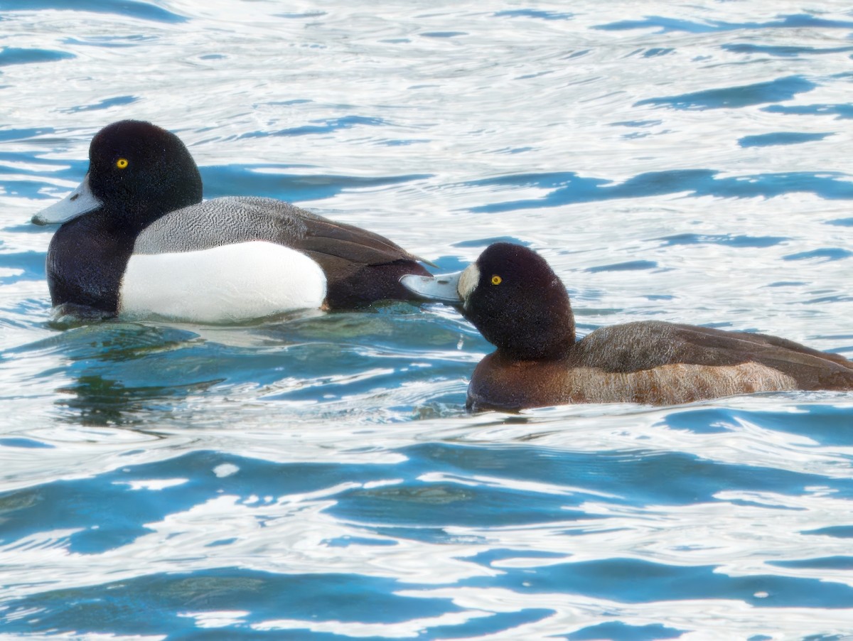 Greater Scaup - ML615688689