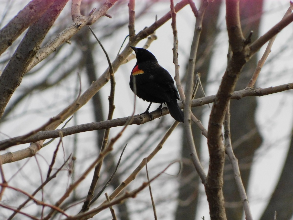 Red-winged Blackbird - ML615688773