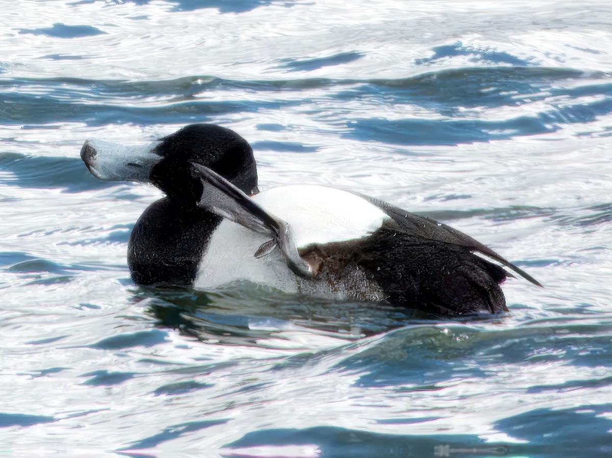 Greater Scaup - ML615688891