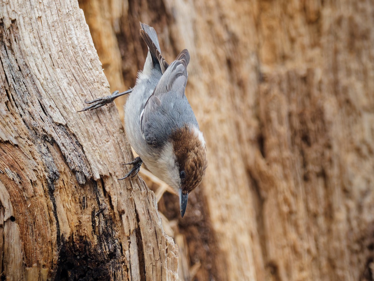 Brown-headed Nuthatch - ML615688897