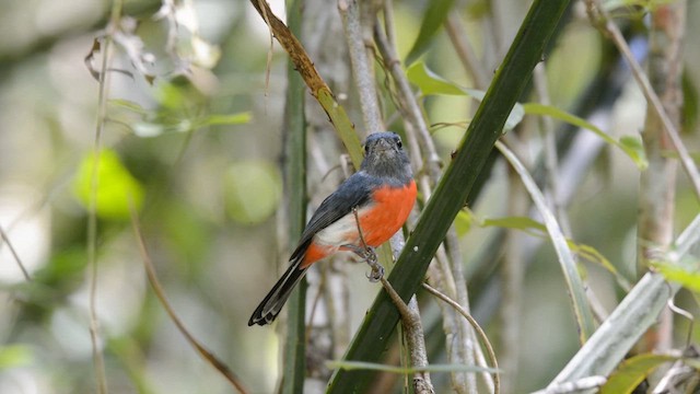 Gray-throated Chat - ML615689061