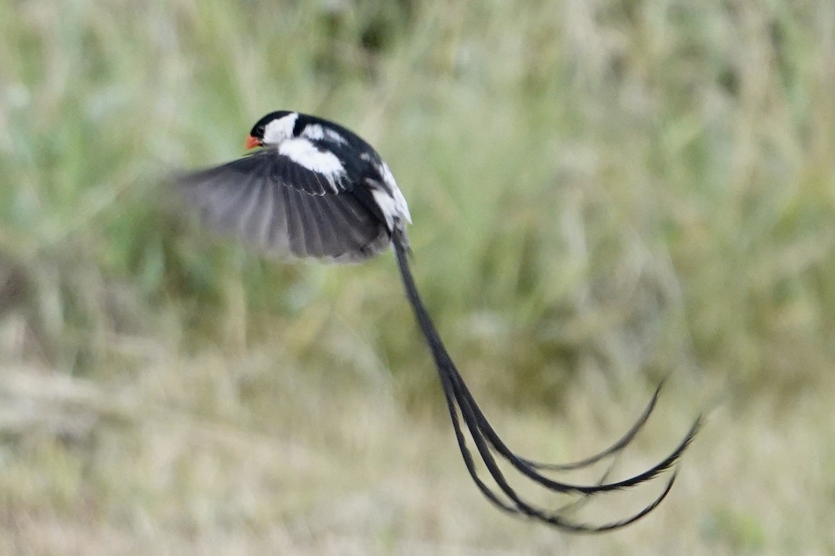 Pin-tailed Whydah - ML615689106