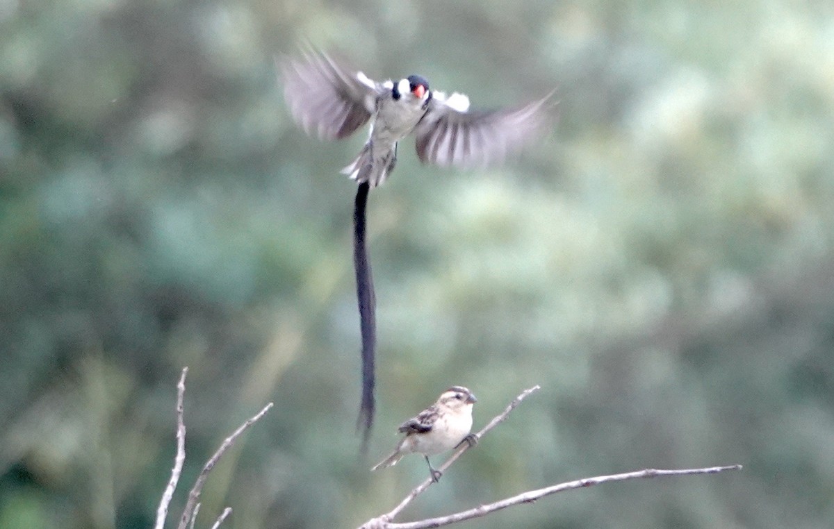 Pin-tailed Whydah - ML615689120