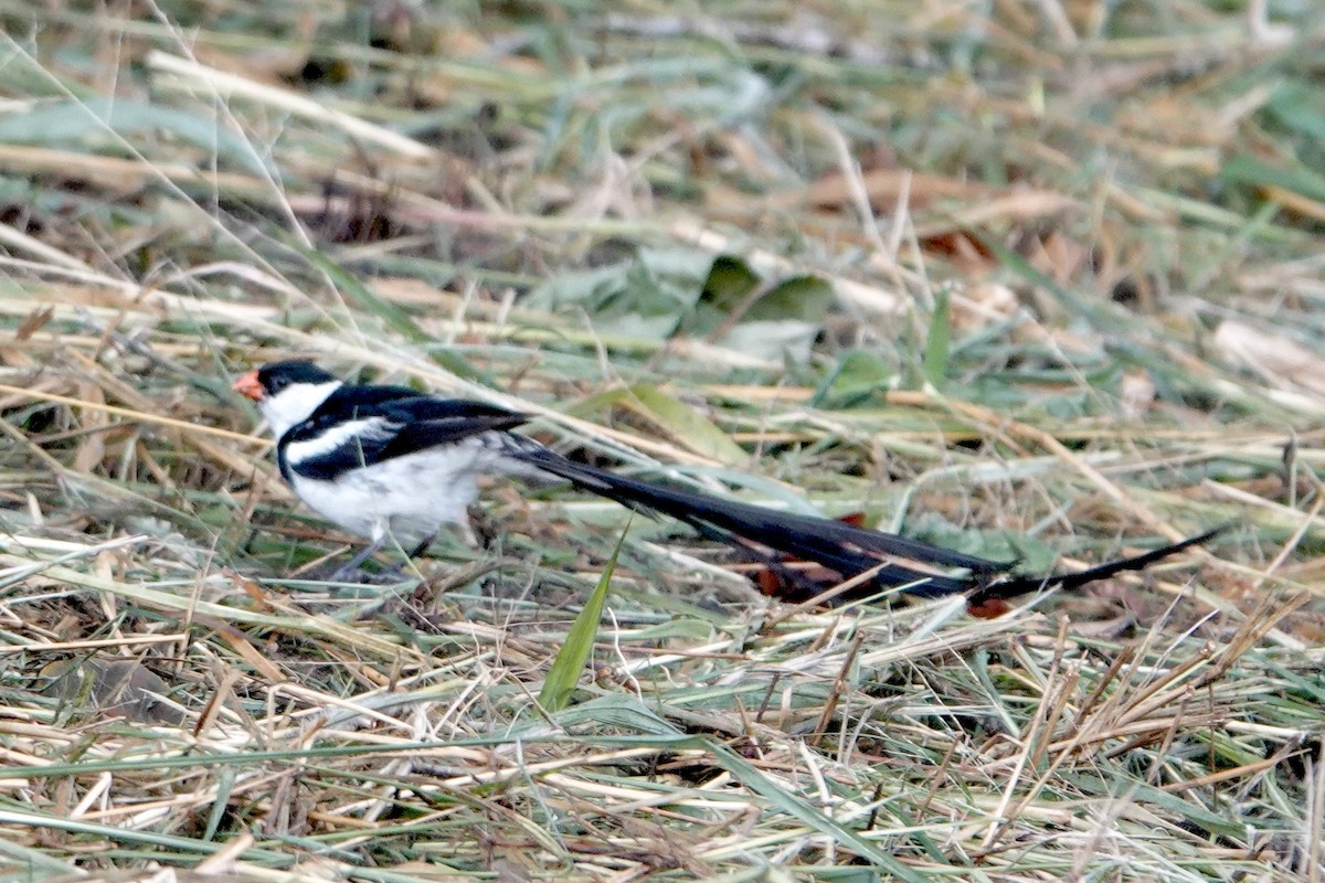 Pin-tailed Whydah - ML615689134