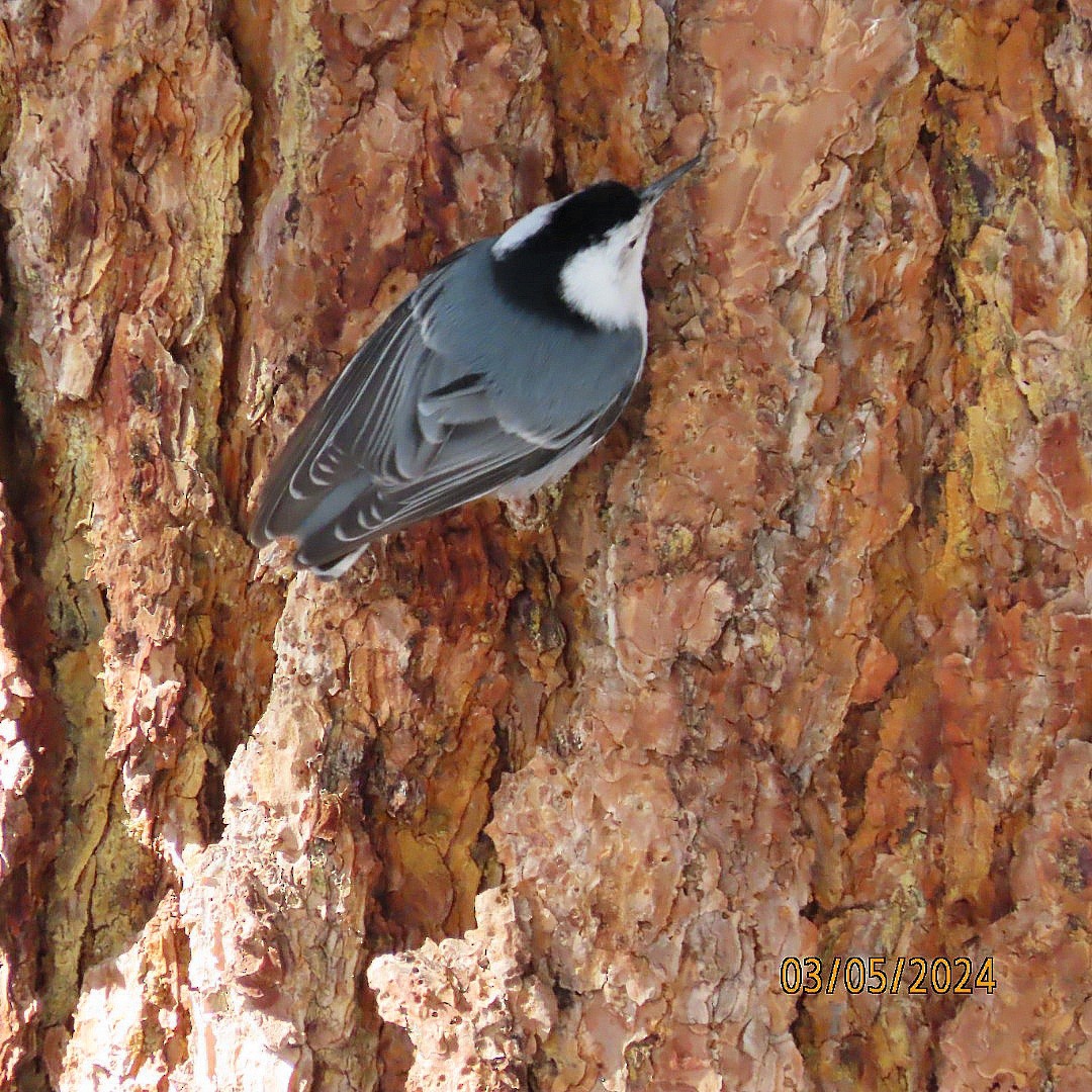 White-breasted Nuthatch - ML615689499