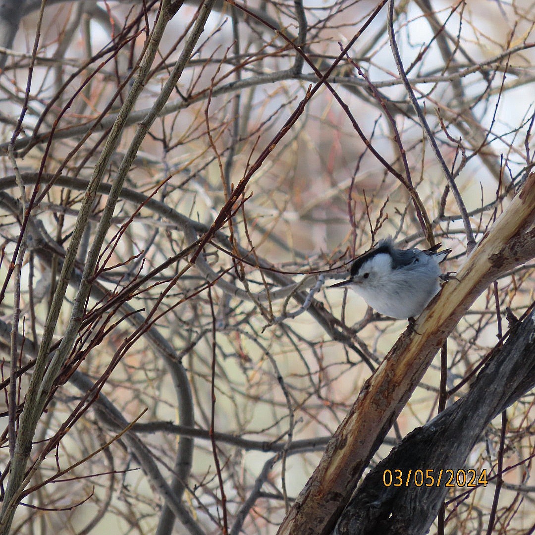 White-breasted Nuthatch - ML615689500