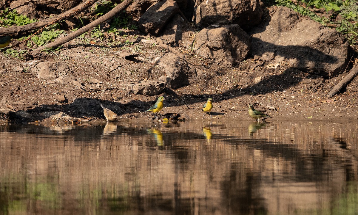 Orange-breasted Bunting - ML615689558